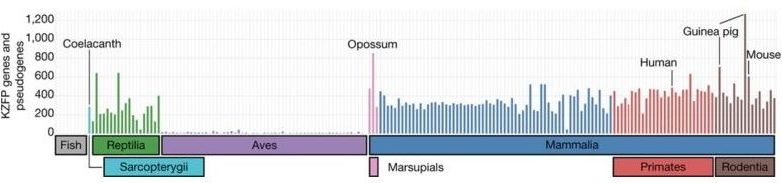 Number of KZFP-like genetic units (including pseudogenes) in indicated genomes, ordered by taxonomic class